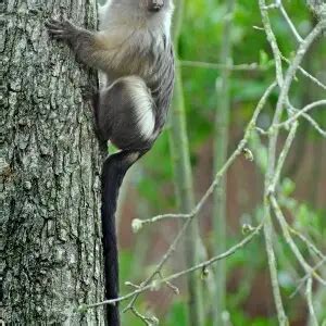 Black-tailed marmoset - Facts, Diet, Habitat & Pictures on Animalia.bio