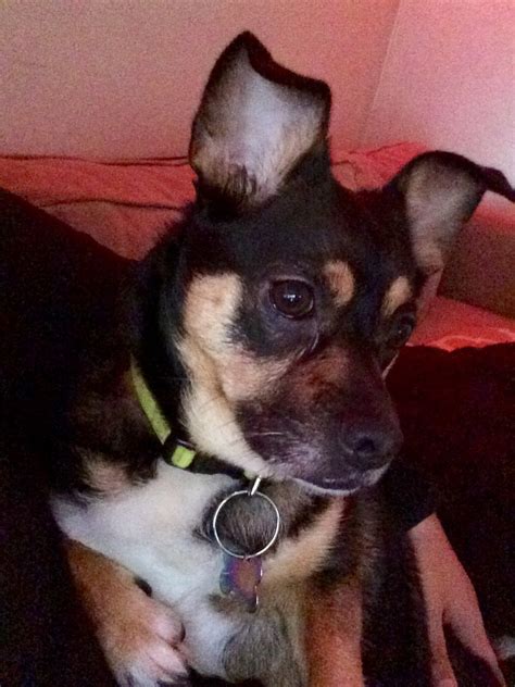 Ginger, the min-pin corgi mix Mini Pinscher, Corgi Mix, Pup, Min Pin, Ginger, Dogs, Animals ...