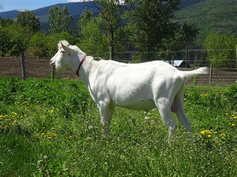 Saanen Breeding Stock | Hillside Dreams Goat Dairy