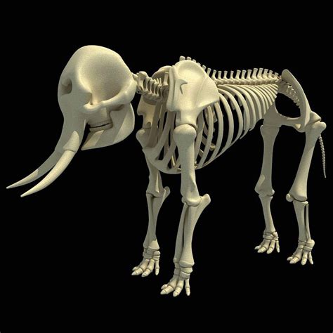 African Elephant Skeleton - 3D Model by 3D Horse