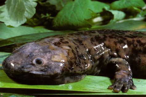 New species of giant salamander is the world's largest amphibian | New Scientist