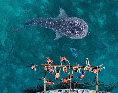 2018 Travel Guide: Whale Shark Watching in Oslob | Sugbo.ph - Cebu