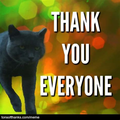 51 Nice Thank You Memes With Cats