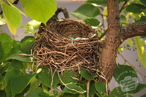 Robin's Nest, FREE Stock Photo: Robin's Blue Eggs Royalty-Free Animal Stock Image