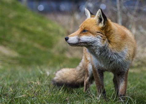 Species – Fox – Mammal Society