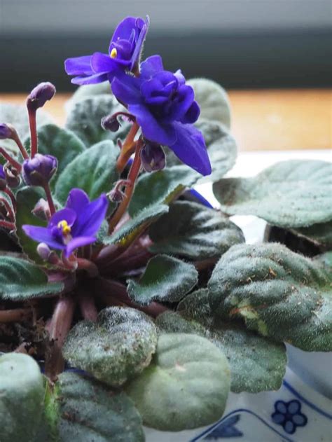 how to make your African Violets bloom every week — Autumn all along