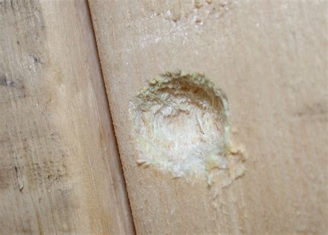 How To Seal Up Carpenter Bee Holes - Picture Of Carpenter