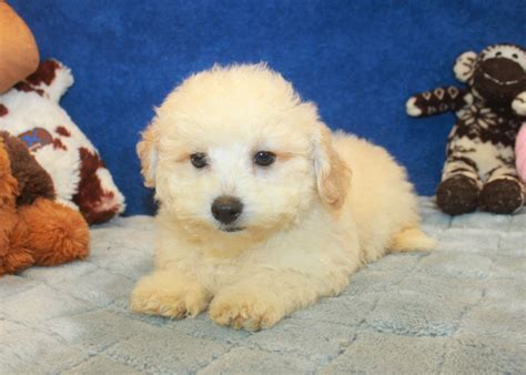 Malti Poo Puppies For Sale - Long Island Puppies