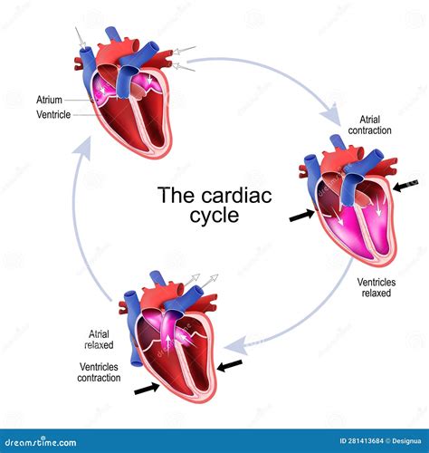 Cardiac Cycle Phases: Systole And Diastole Royalty-Free Stock ...