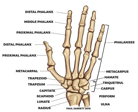 Bones Of The Hand Diagram