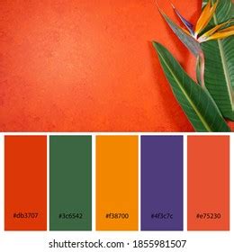 Orange Color Combinations Photos, Images & Pictures | Shutterstock