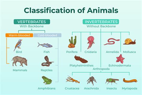 Classification Of Animals - Class 11 Biology