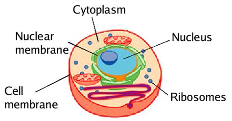 Ribosomes | Diagram, Function & Structure GCSE Biology