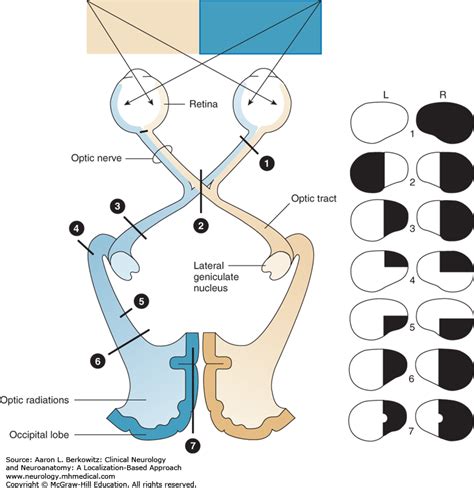 Visual Pathway Anatomy - Anatomy Reading Source