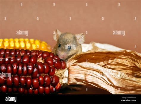 Mouse eating hi-res stock photography and images - Alamy