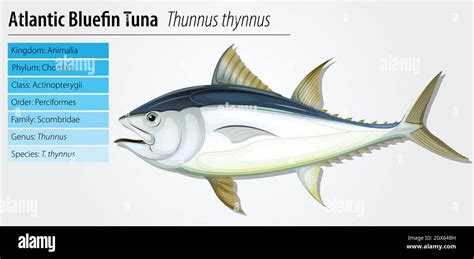 Atlantic bluefin tuna Stock Vector Image & Art - Alamy