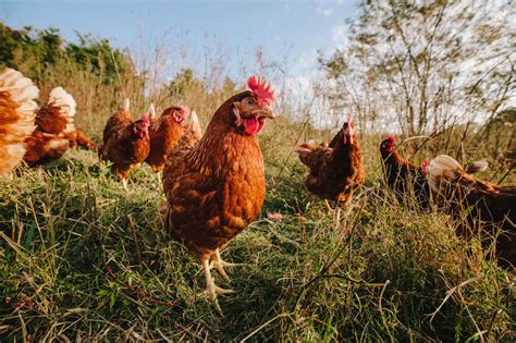 What Are Pasture Raised Eggs? | Vital Farms Eggs