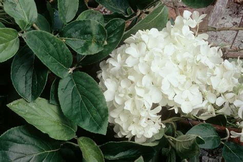 Viburnum macrocephalum - BBC Gardeners World Magazine