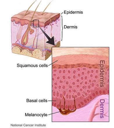 Basal Lamina | Definition, Components & Functions - Lesson | Study.com