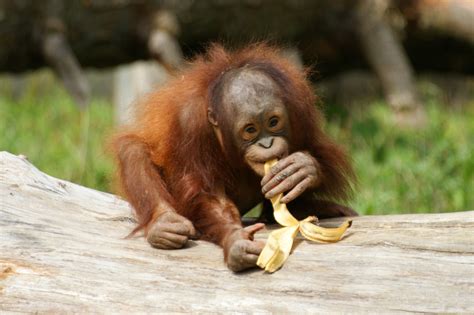 Let's Draw Endangered Species! : ): Sumatran Orangutan