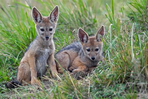 Black-backed Jackal pups by Marc Mol | Black backed jackal, Baby animals, Animals beautiful