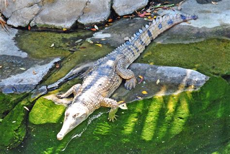 Scientists discover first new species of crocodile in 85 years - UPI.com