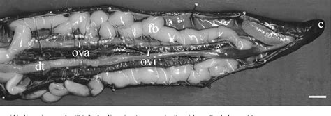 Figure 1 from Anatomy of the female reproductive system and sperm storage of the viviparous ...