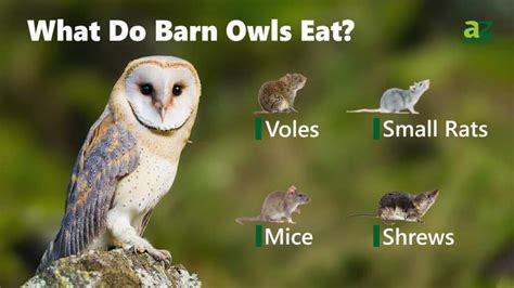 Barn Owl - A-Z Animals