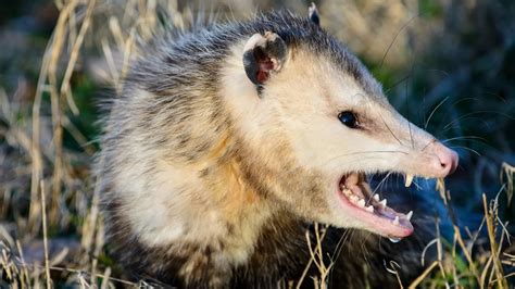 20 Opossum Teeth Facts - Facts.net