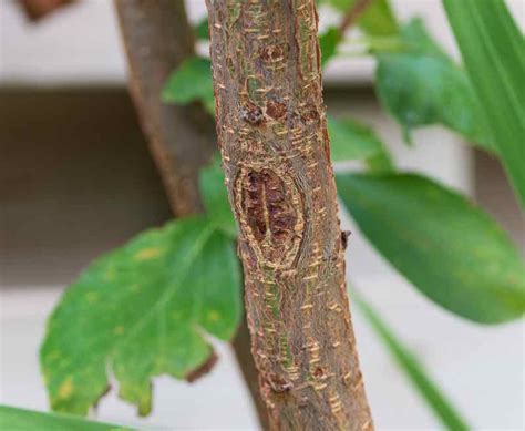 Plum Tree Diseases - What to Watch for and How to Protect Your Plum Tree - Minneopa Orchards