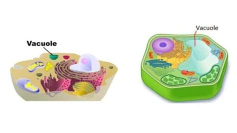 Plant Vacuole vs. Animal Vacuole - Diffzi