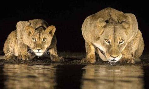 How Do Lions See at Night? • Support Wild