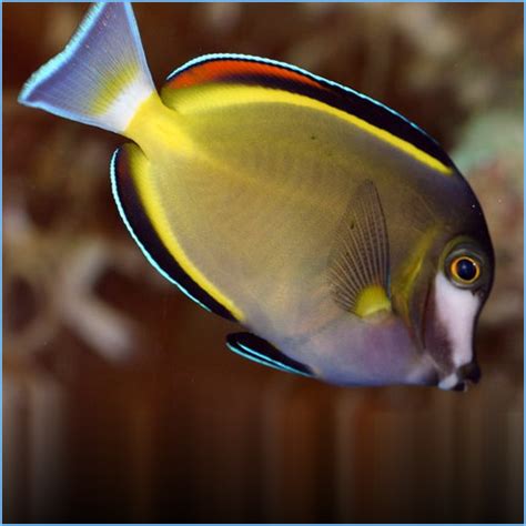 Powder Brown Tang or Powder Brown Surgeonfish | Pete's Aquariums & Fish