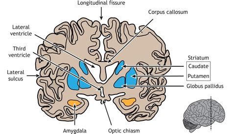 Brain Anatomy – Introduction to Neuroscience