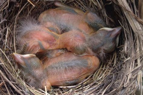 Willowbrook Wildlife Center Baby Birds