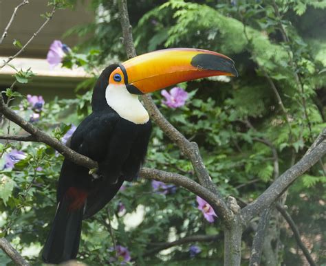 File:Toco toucan london.jpg - Wikipedia