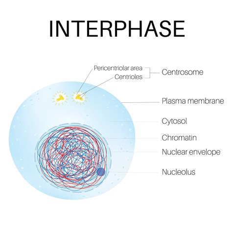 Interphase is the phase of the cell cycle. 21594187 Vector Art at Vecteezy