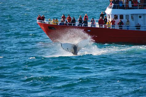 Reykjavik Whale Watching | Hekla.com