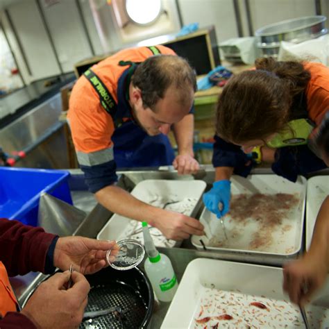 Rare krill ‘super-swarm’ a voyage highlight — Australian Antarctic ...