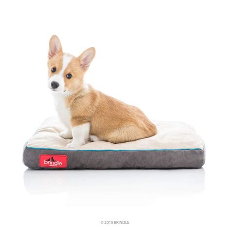 9 of the Best Chew Proof Dog Beds to prevent a Bedding Disaster