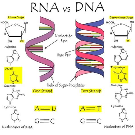 Pdf Difference Between Dna And Rna