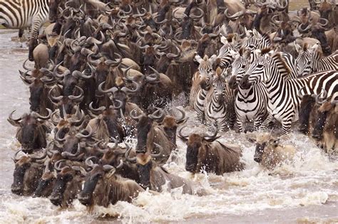 The Serengeti Wildebeest Migration Experience