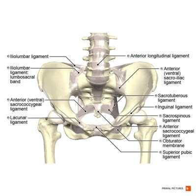 Pelvis Names Of The Bones, Anatomy, Labeled Diagram, 41% OFF