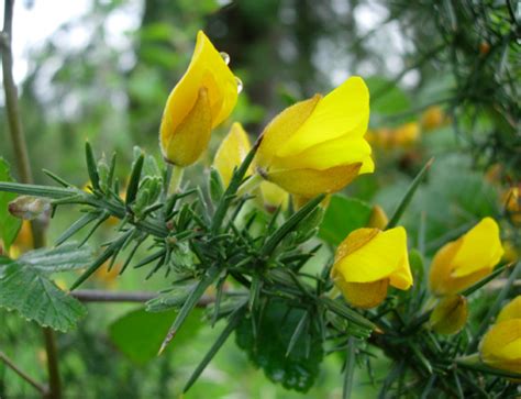 Washington State Noxious Weed Control Board