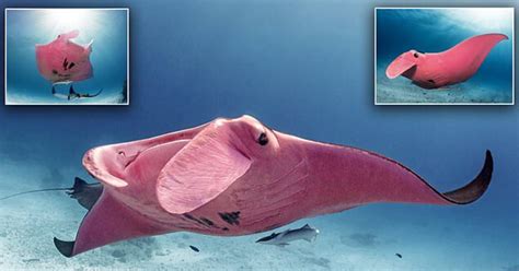 An underwater photographer has captured rare images of the world’s only known pink manta ray ...