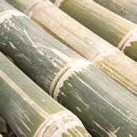 Jual Bambu Petung Harga Murah Terbaik dan Terlengkap | Indotrading