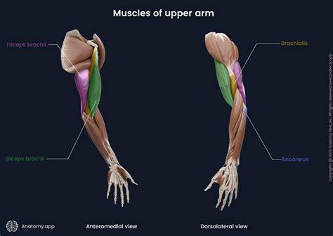 Bicep Muscles Anatomy