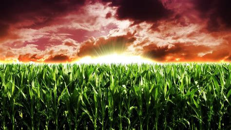 Corn Field Wallpapers - Wallpaper Cave