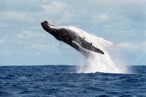 Humpback whale breaching - Stock Image - C035/6081 - Science Photo Library