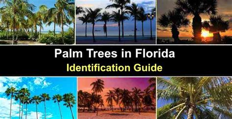 39 Types of Palm Trees in Florida (With Pictures) - Identification Guide